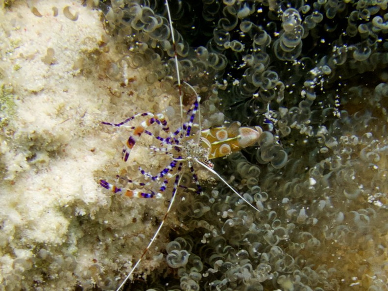 Spotted Cleaner Shrimp  and Corkscrew Anemone IMG_5638.jpg